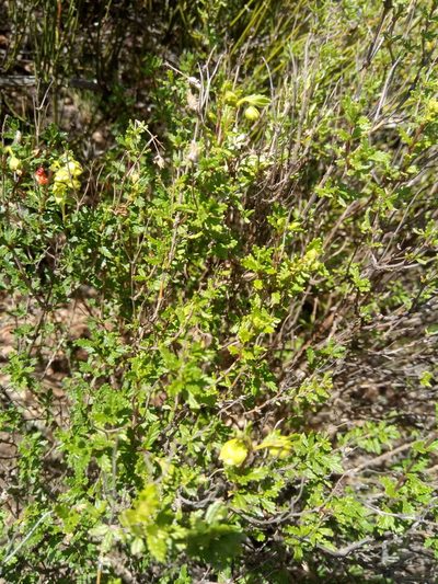 Calceolaria sparsiflora, photographed by Alfredo F. Fuentes Claros