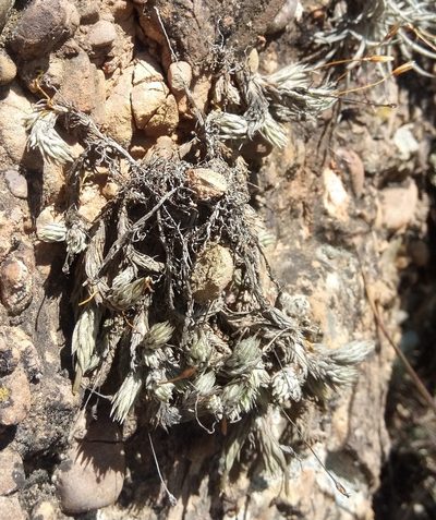 Tillandsia pedicellata, photographed by Alfredo F. Fuentes Claros
