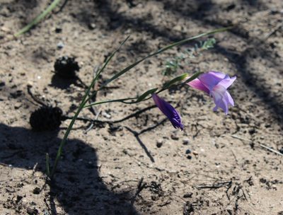 Gladiolus inflexus, photographed by Brian du Preez