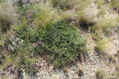 Lotononis viborgioides, photographed by Brian du Preez