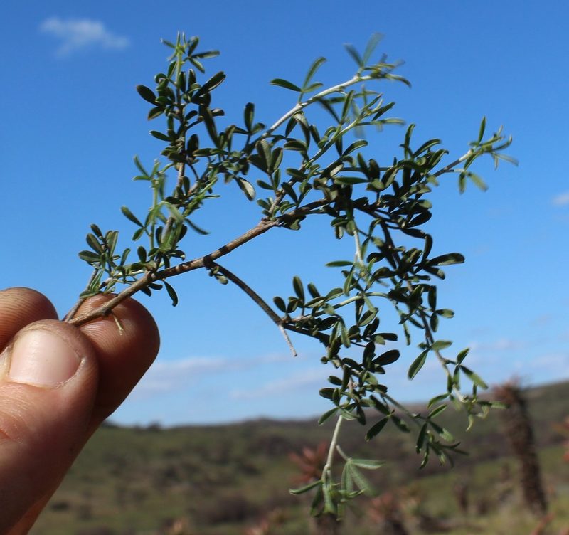 Lotononis viborgioides, photographed by Brian du Preez
