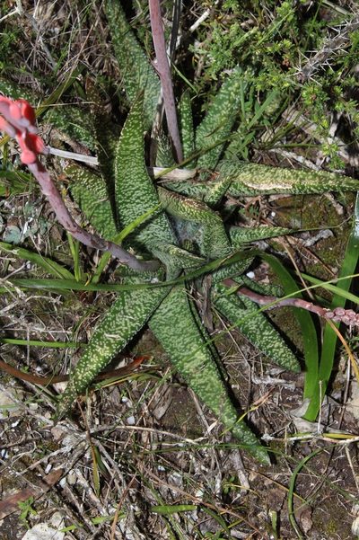 Gasteria carinata, photographed by Brian du Preez
