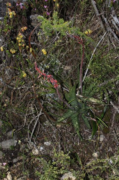 Gasteria carinata, photographed by Brian du Preez