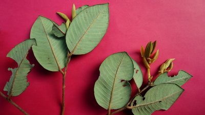 Parinari littoralis, photographed by russiannaturalistbrazil