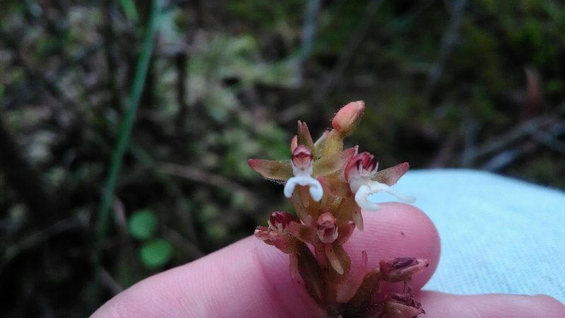 Microchilus stigmatopterus, photographed by Márcia Martins