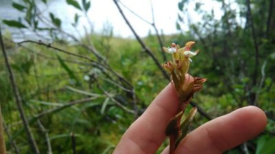 Microchilus stigmatopterus, photographed by Márcia Martins