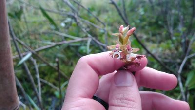 Microchilus stigmatopterus, photographed by Márcia Martins
