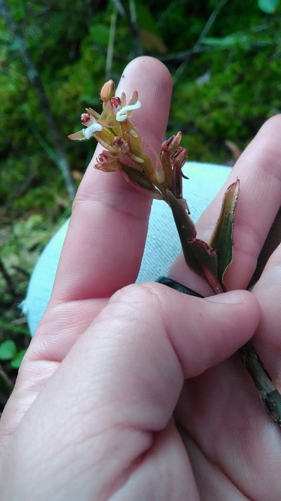Microchilus stigmatopterus, photographed by Márcia Martins