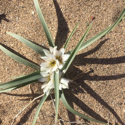 Colchicum psammophilum, photographed by Andre Hosper