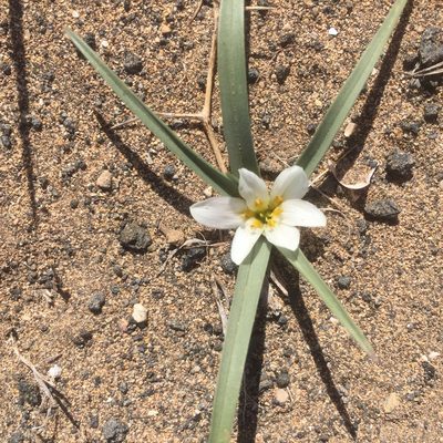Colchicum psammophilum, photographed by Andre Hosper