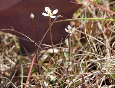 Bartonia verna, photographed by Lauren McLaurin