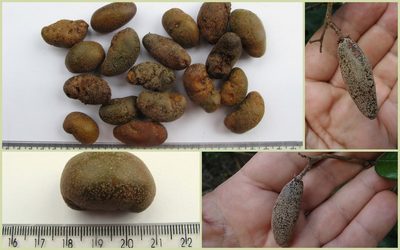 Parinari littoralis, photographed by russiannaturalistbrazil