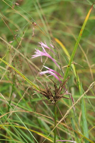 Radinosiphon leptostachya, photographed by flamelily