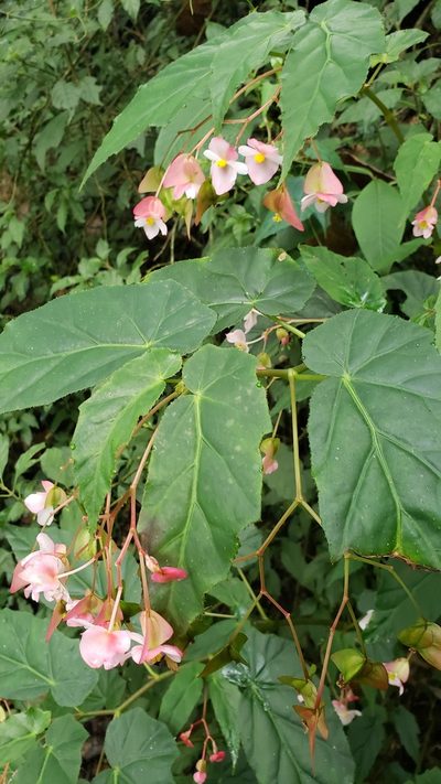 Begonia incarnata, photographed by Leonardo O. Alvarado Cárdenas