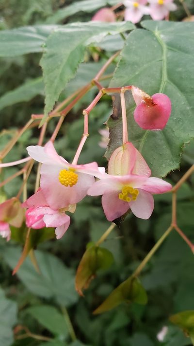 Begonia incarnata, photographed by Leonardo O. Alvarado Cárdenas