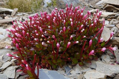 Epilobium crassum, photographed by John Barkla