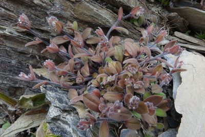 Myosotis australis, photographed by John Barkla