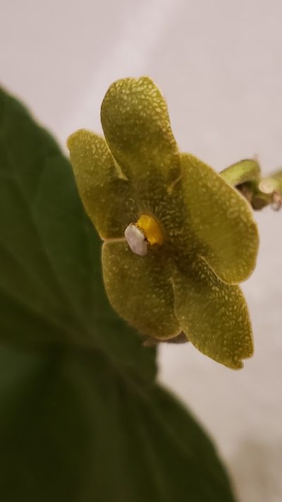 Tutunakanthus velutinus, photographed by Leonardo O. Alvarado Cárdenas