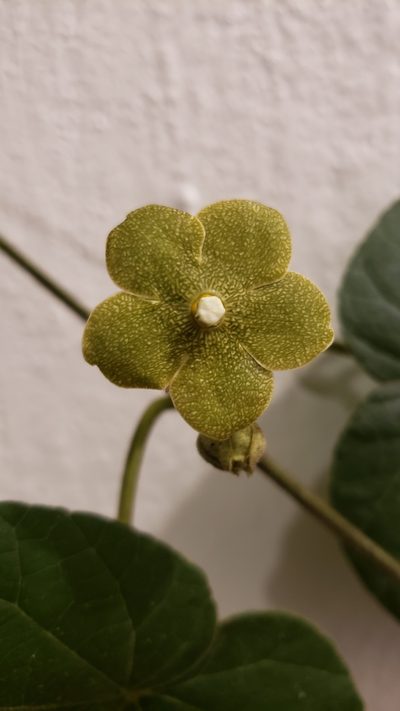 Tutunakanthus velutinus, photographed by Leonardo O. Alvarado Cárdenas