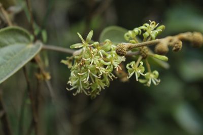 Smilax tomentosa, photographed by Andrés Ramírez-Barrera