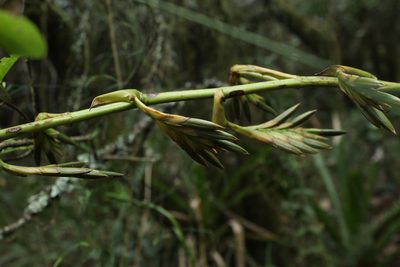 Tillandsia denudata, photographed by Andrés Ramírez-Barrera