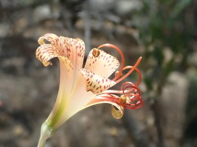 Alstroemeria versicolor, photographed by Nolan Exe