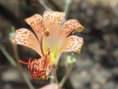 Alstroemeria versicolor, photographed by Nolan Exe