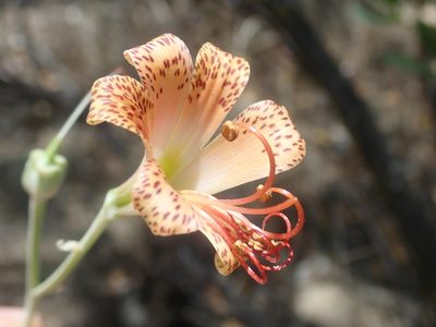 Alstroemeria versicolor, photographed by Nolan Exe