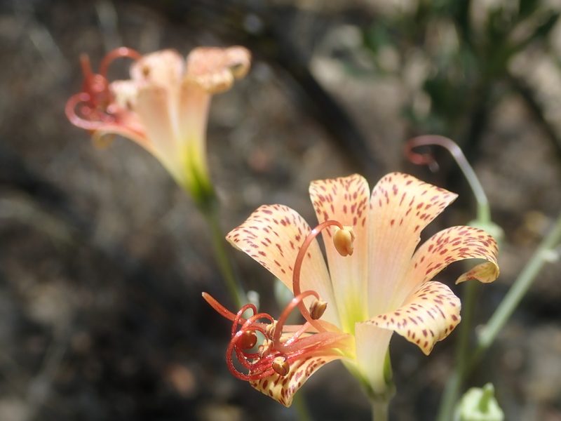 Alstroemeria versicolor, photographed by Nolan Exe