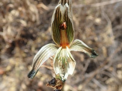 Chloraea bletioides, photographed by Nolan Exe