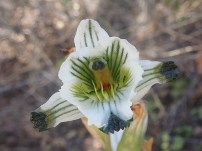 Chloraea bletioides, photographed by Nolan Exe