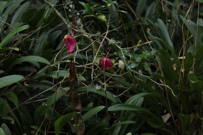 Masdevallia coccinea, photographed by Andrés Ramírez-Barrera
