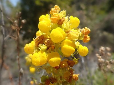 Calceolaria thyrsiflora, photographed by Nolan Exe
