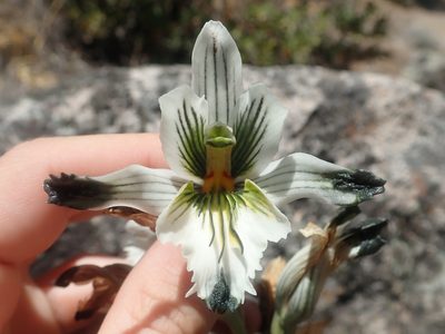 Chloraea bletioides, photographed by Nolan Exe