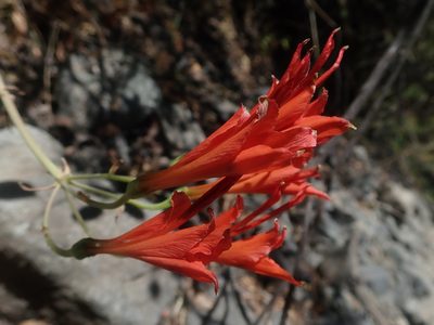 Alstroemeria ligtu, photographed by Nolan Exe