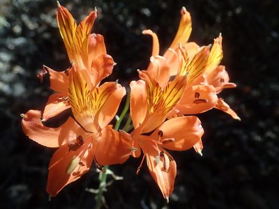 Alstroemeria ligtu, photographed by Nolan Exe