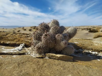 Cochemiea hutchisoniana, photographed by Daniela Gámez