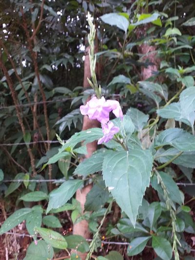 Bouchea fluminensis, photographed by Hudson Alves Pinto