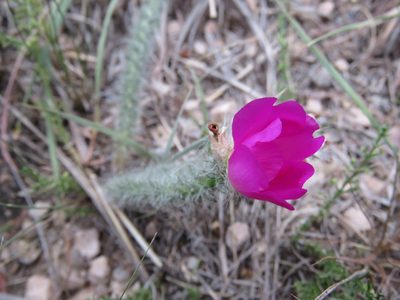 Portulaca eruca, photographed by Nicolas Olejnik
