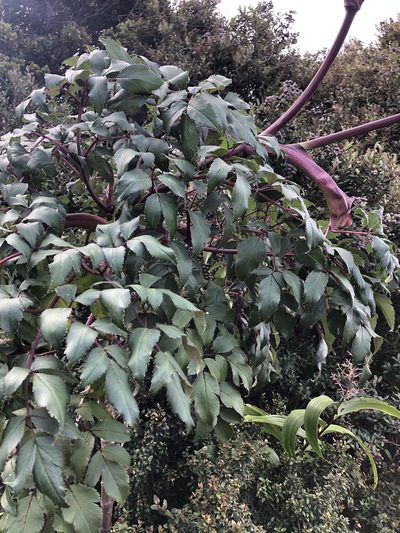 Myrrhidendron donnellsmithii, photographed by Emily Franzen