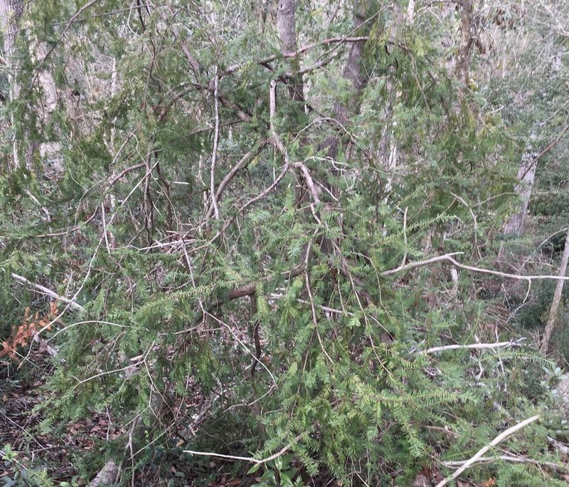 Taxus floridana, photographed by Jessica