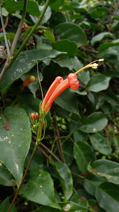 Ipomoea hastigera, photographed by Leonardo O. Alvarado Cárdenas