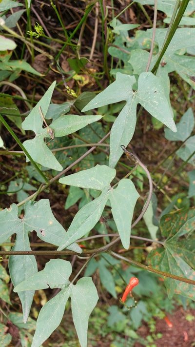 Ipomoea hastigera, photographed by Leonardo O. Alvarado Cárdenas
