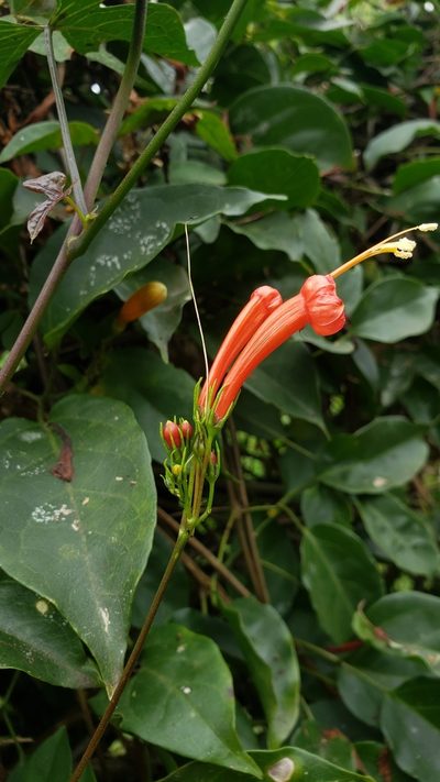 Ipomoea hastigera, photographed by Leonardo O. Alvarado Cárdenas