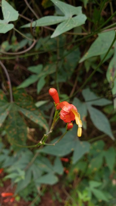 Ipomoea hastigera, photographed by Leonardo O. Alvarado Cárdenas