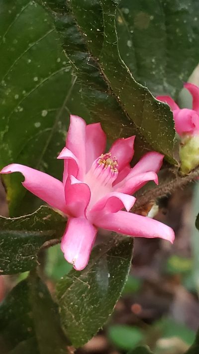 Symplocos coccinea, photographed by Leonardo O. Alvarado Cárdenas