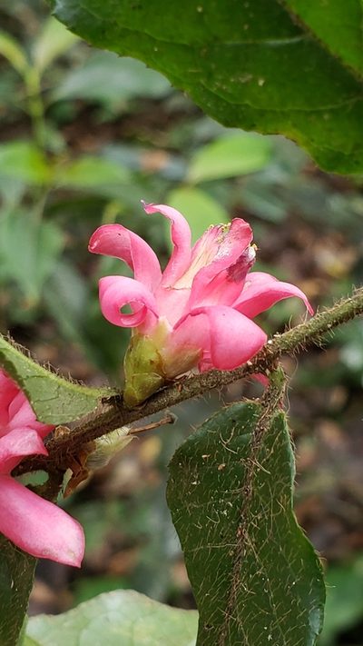 Symplocos coccinea, photographed by Leonardo O. Alvarado Cárdenas
