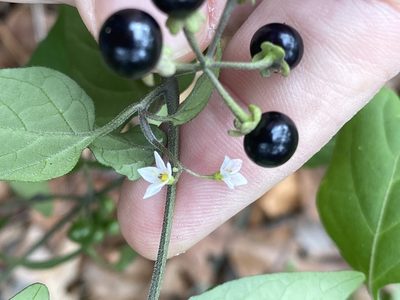Solanum pseudogracile, photographed by Alan Weakley