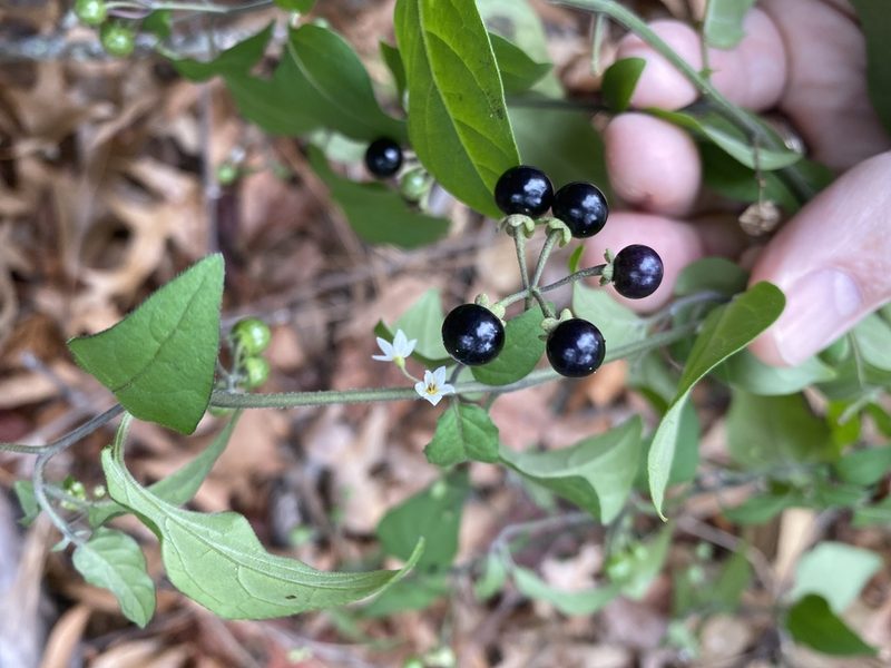 Solanum pseudogracile, photographed by Alan Weakley