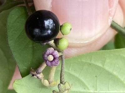 Solanum pseudogracile, photographed by Alan Weakley